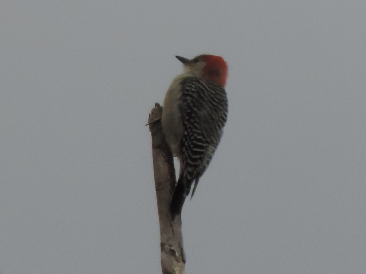 Pic à ventre roux - ML644626595