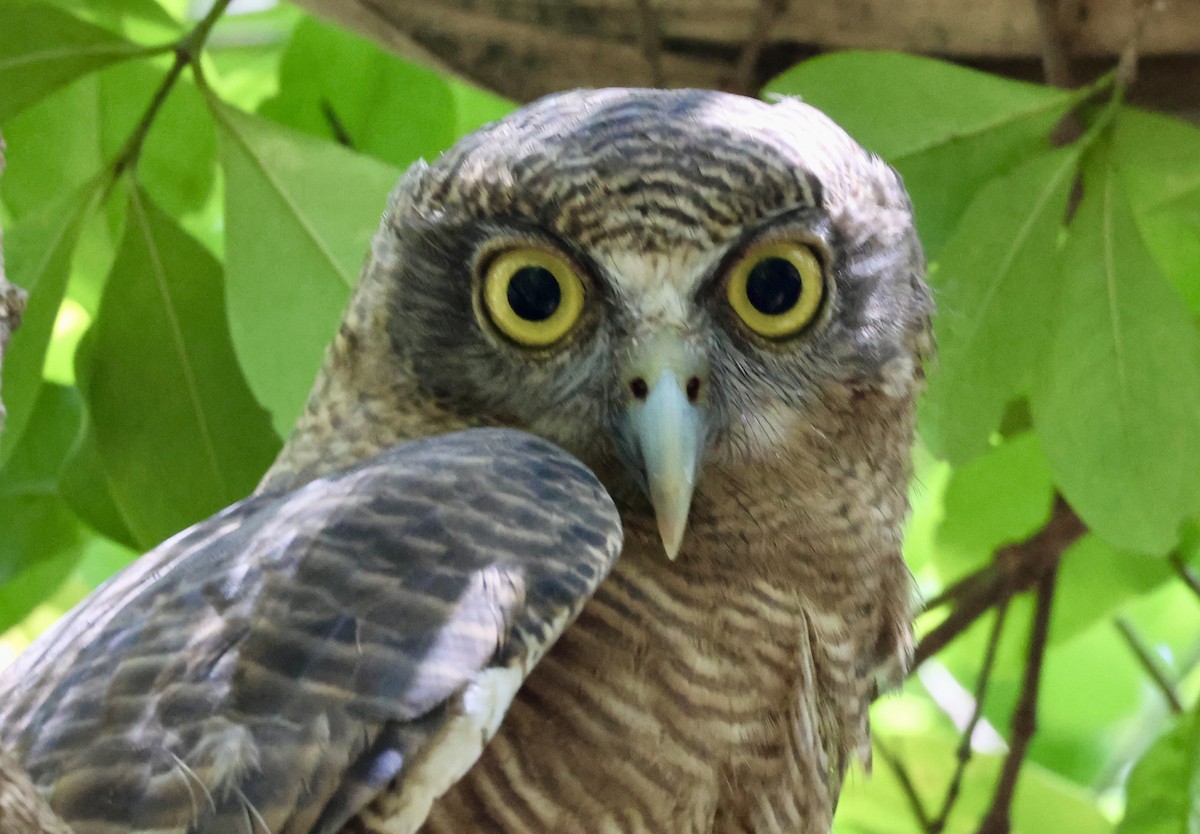 Kızıl Bubuk - ML644626596