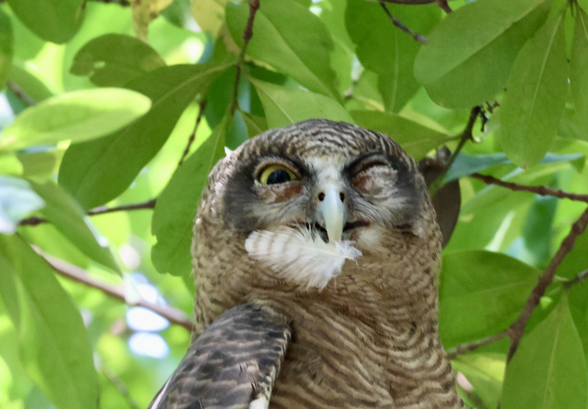 Kızıl Bubuk - ML644626597