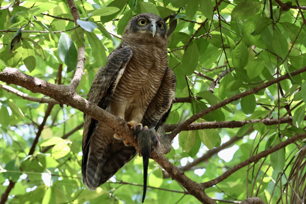 Kızıl Bubuk - ML644626599