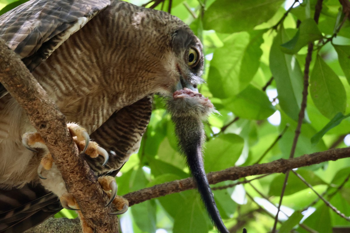 Kızıl Bubuk - ML644626600