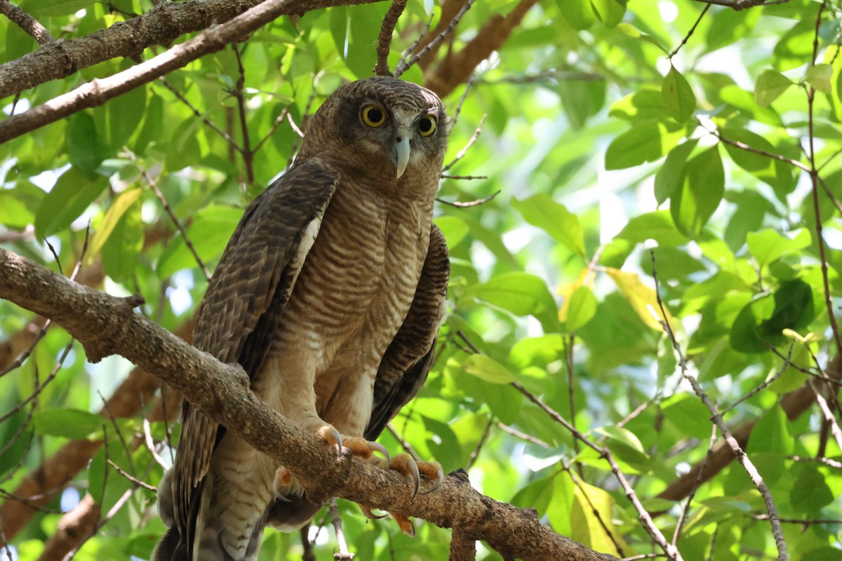 Kızıl Bubuk - ML644626601