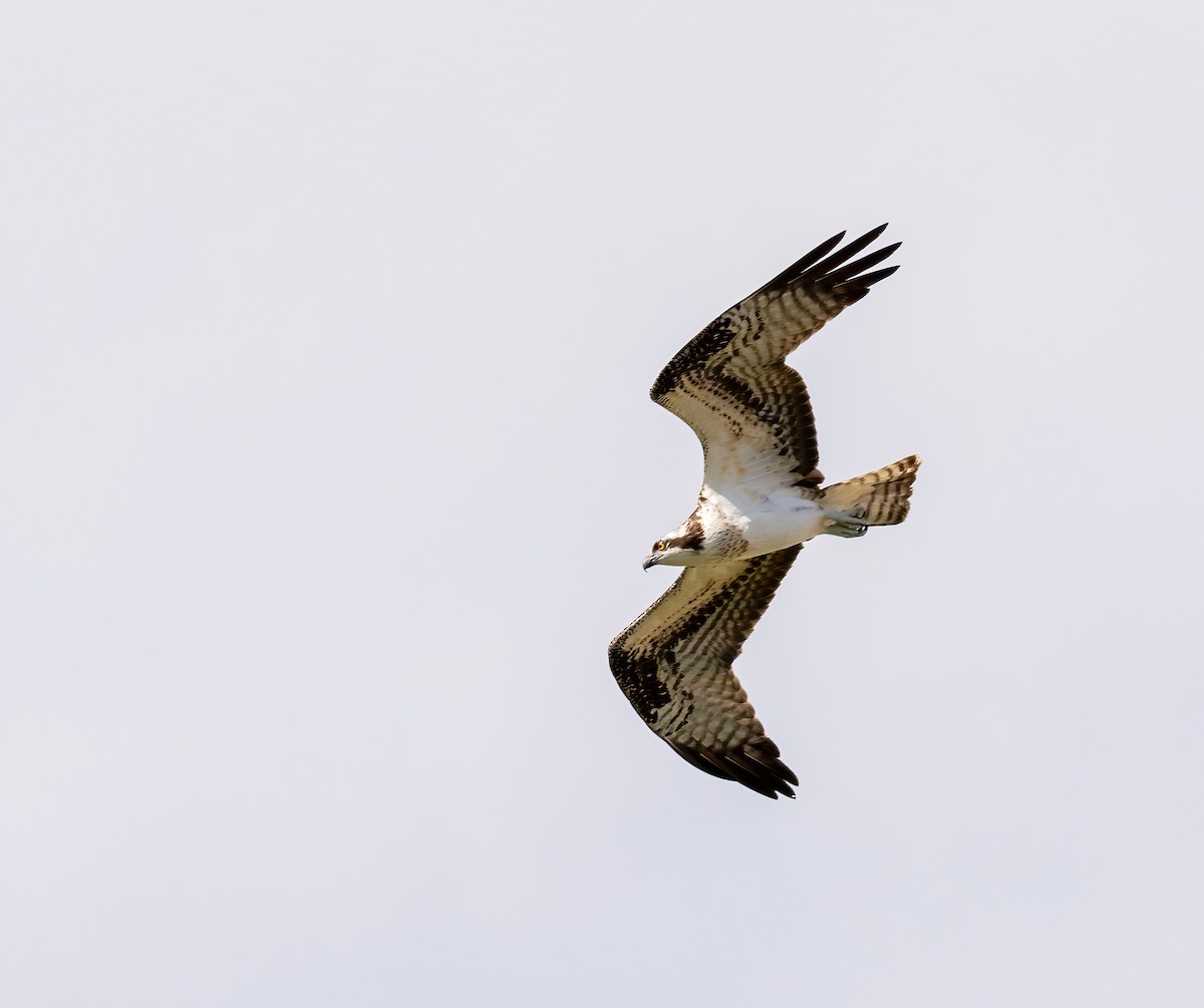 Osprey - ML644626602