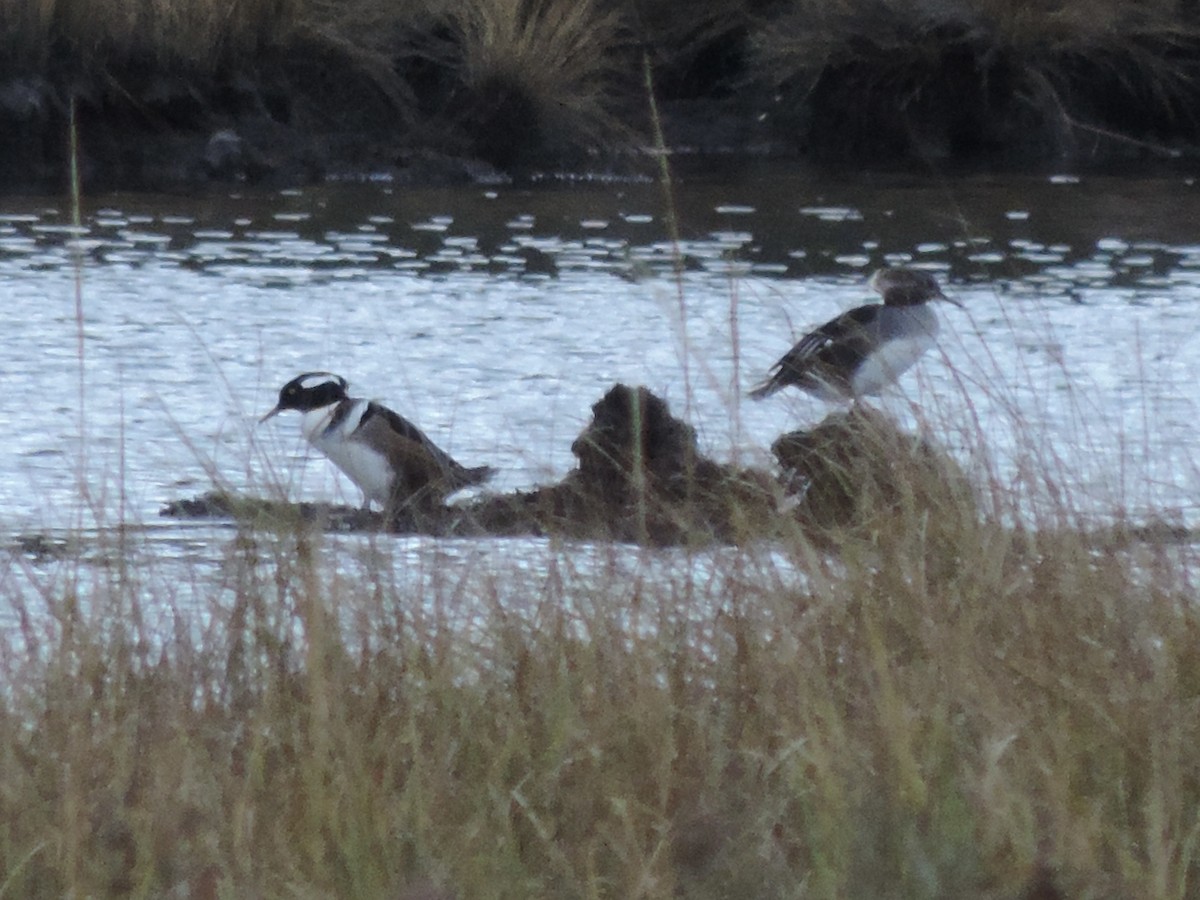 Hooded Merganser - ML644626603
