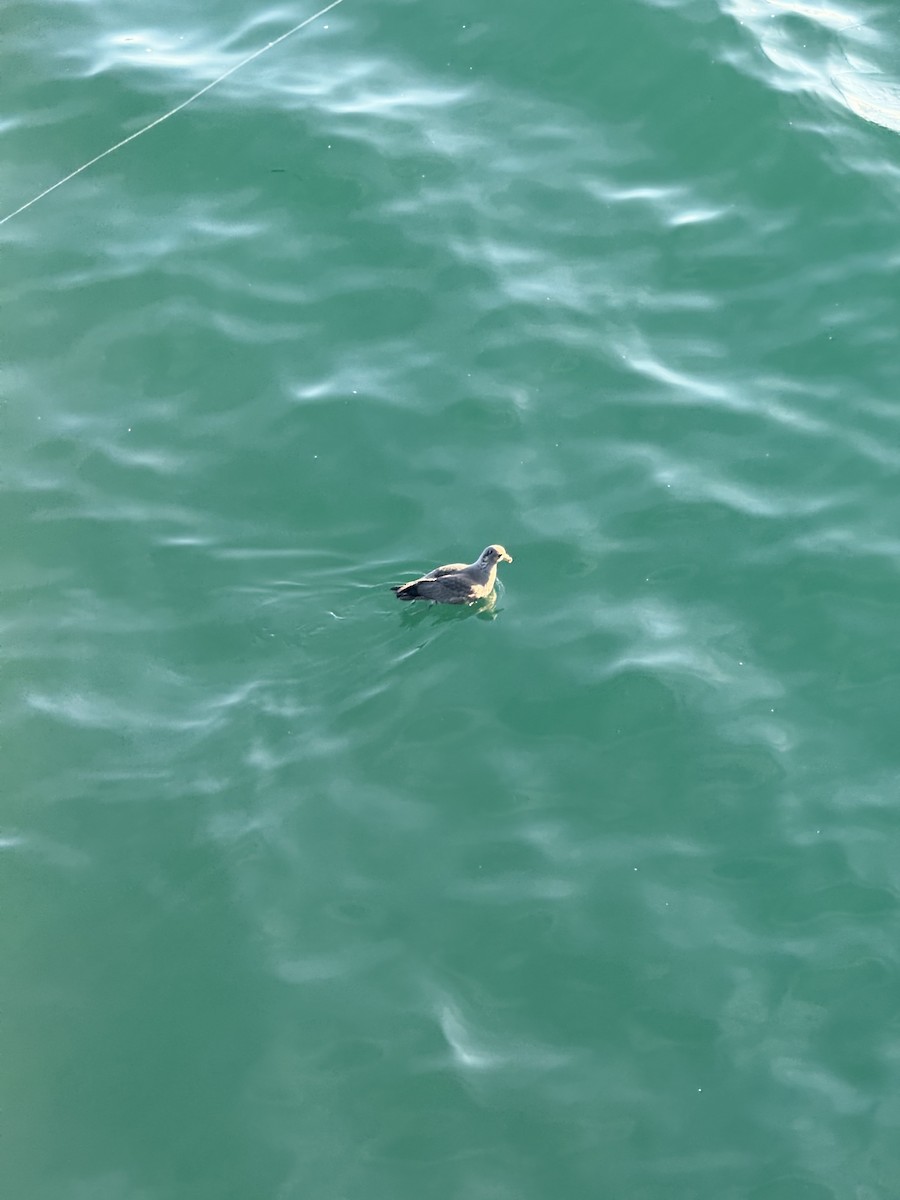 Fulmar boreala - ML644626604