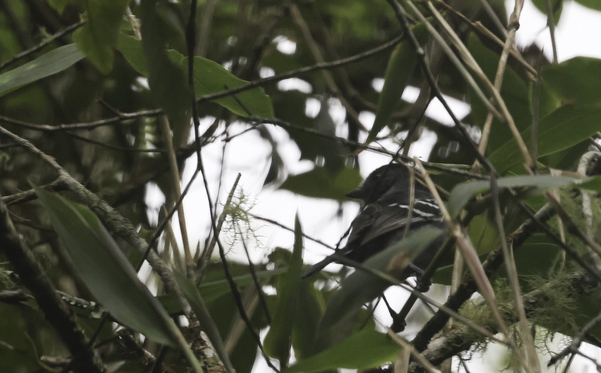 krattmaurvarsler - ML644626605