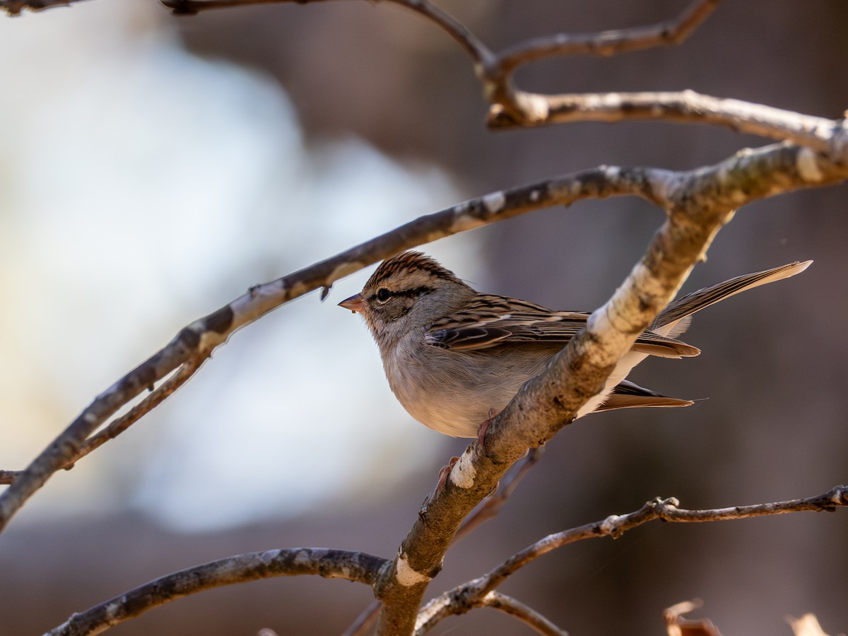 Chipping Sparrow - ML644626614