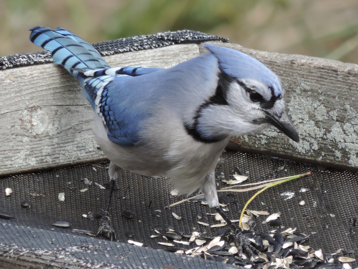 Geai bleu - ML644626615