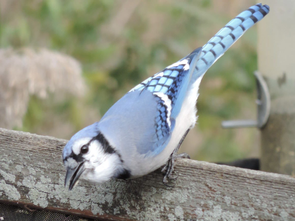 Geai bleu - ML644626616