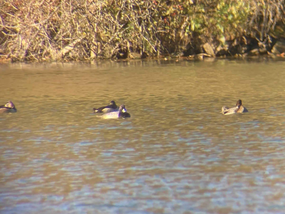 Lesser Scaup - ML644626620