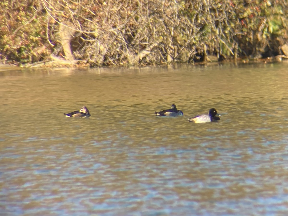 Lesser Scaup - ML644626621