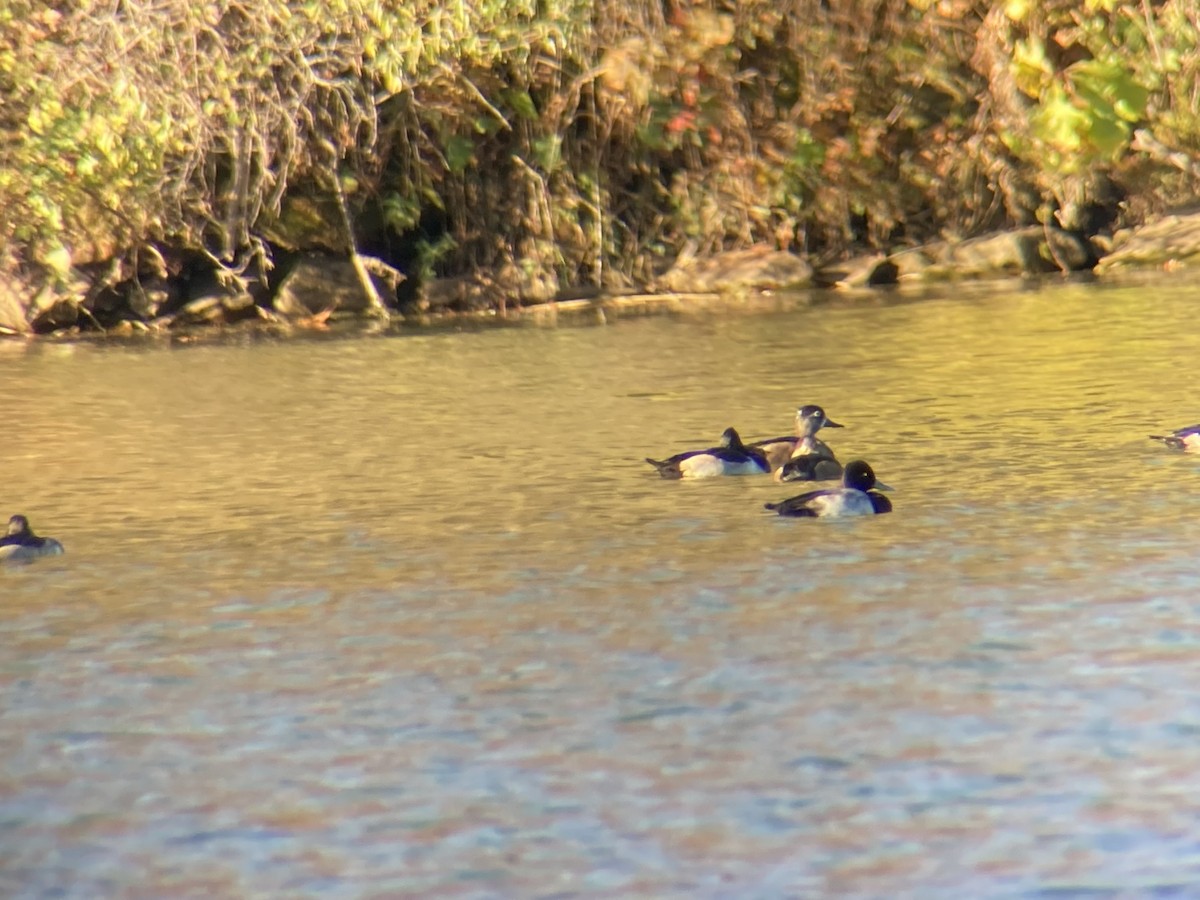 Lesser Scaup - ML644626622