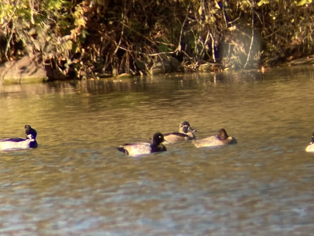 Lesser Scaup - ML644626623