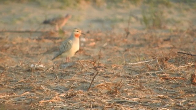 Tawny-throated Dotterel - ML644626626