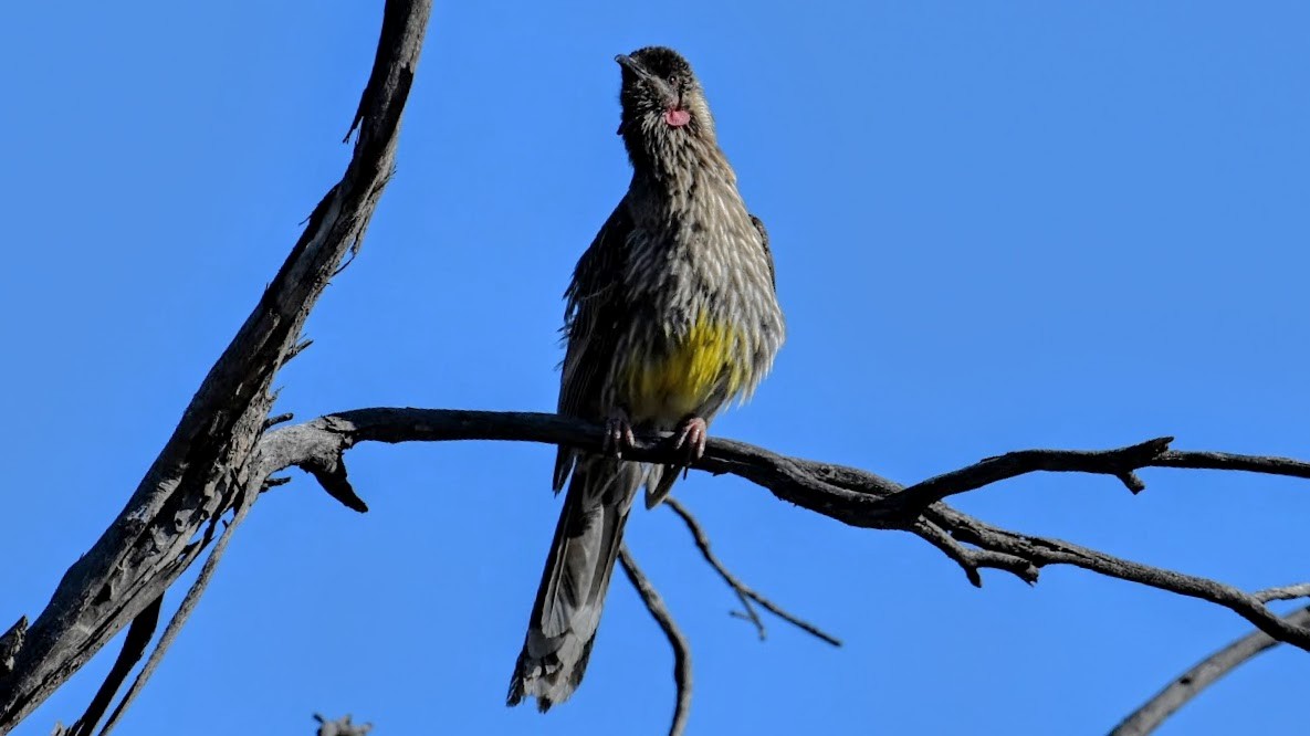 Red Wattlebird - ML644626633