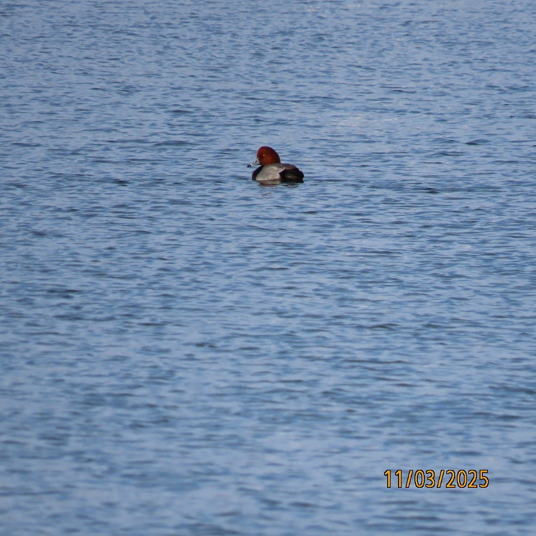 Redhead - ML644626635