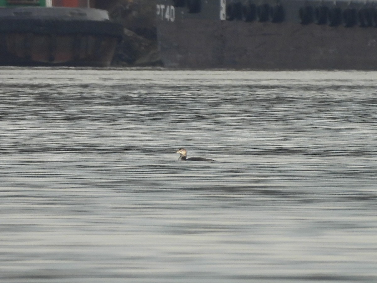 Common Loon - ML644626636