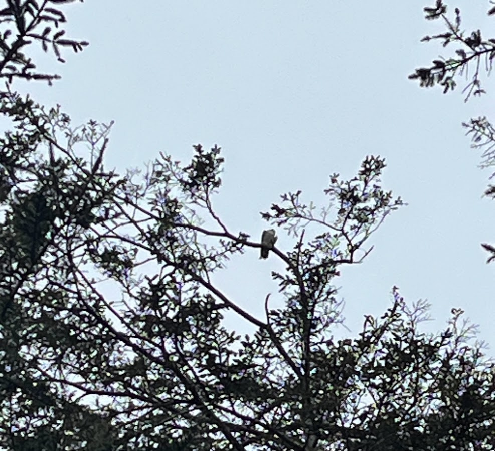 Peregrine Falcon - ML644626644