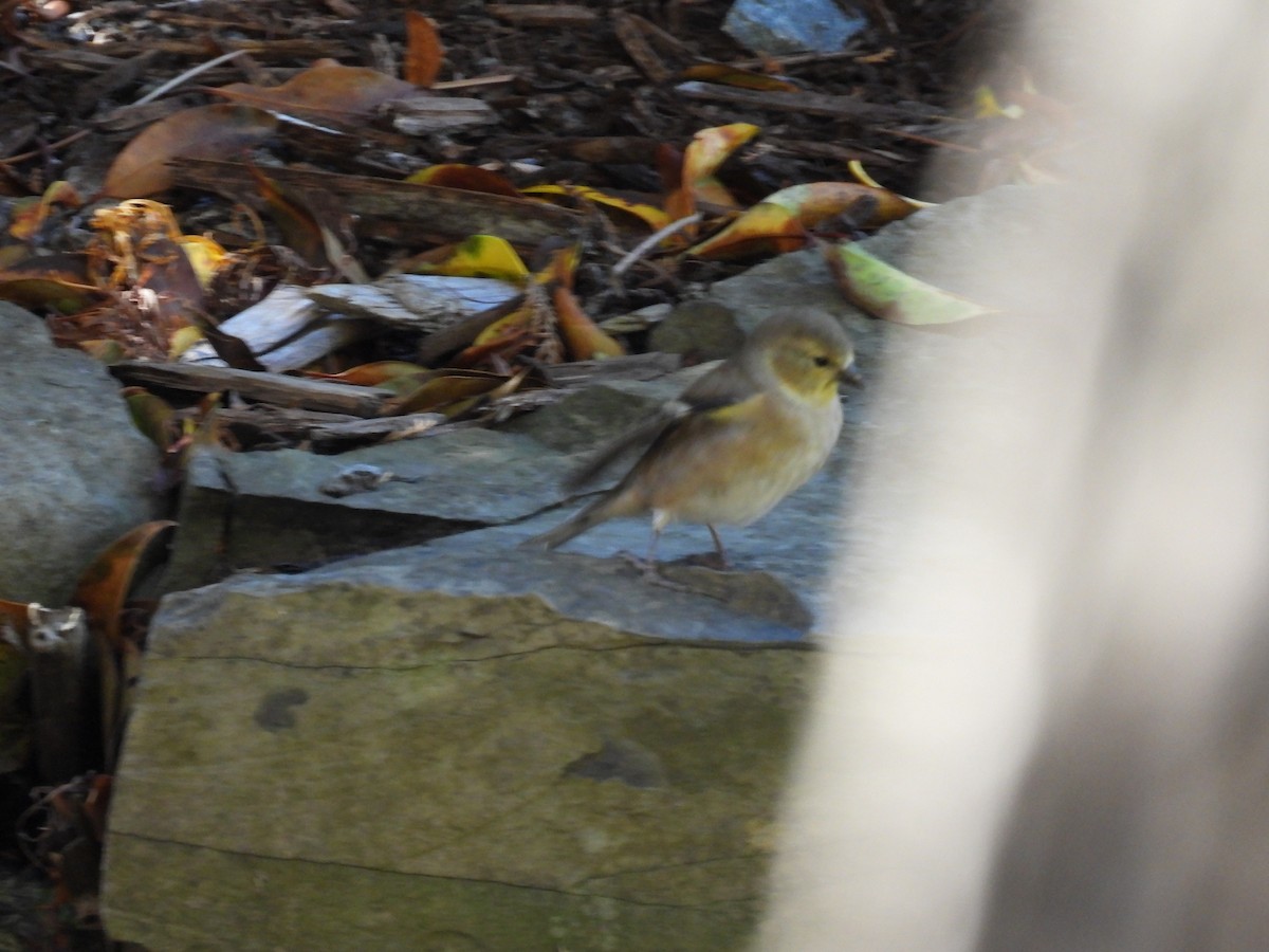 čížek žlutý - ML644626655