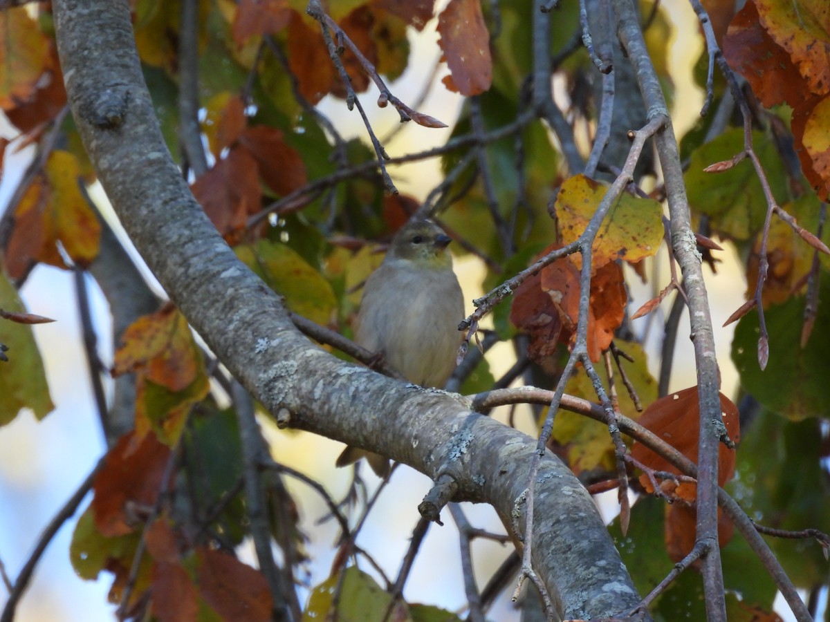 čížek žlutý - ML644626660