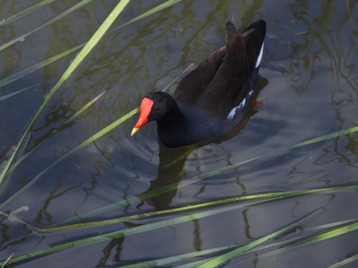 Common Gallinule - ML644626661