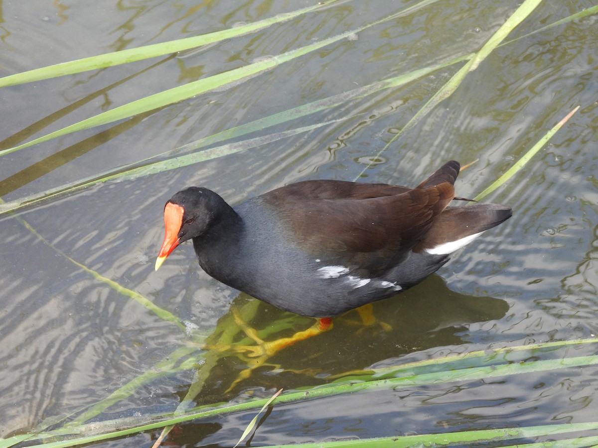 Common Gallinule - ML644626662