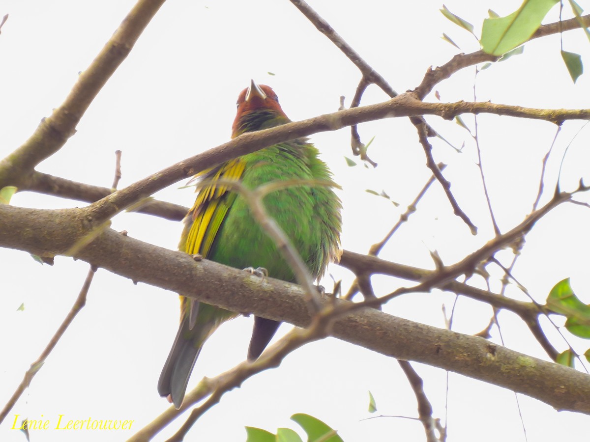 Bay-headed Tanager (Bay-and-green) - ML644626663