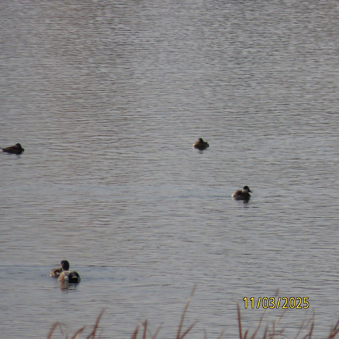 Amerika Dikkuyruğu - ML644626669