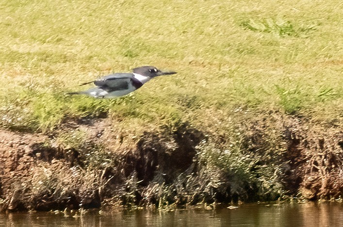 Belted Kingfisher - ML644626672