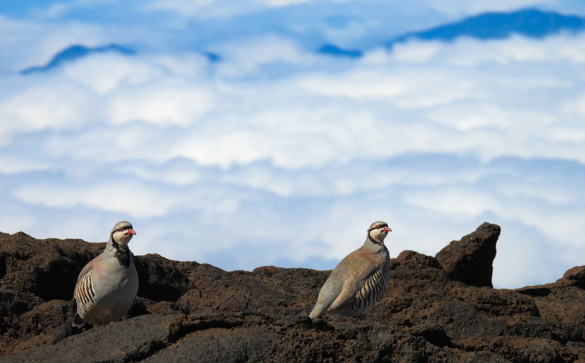 berghøne - ML644626675