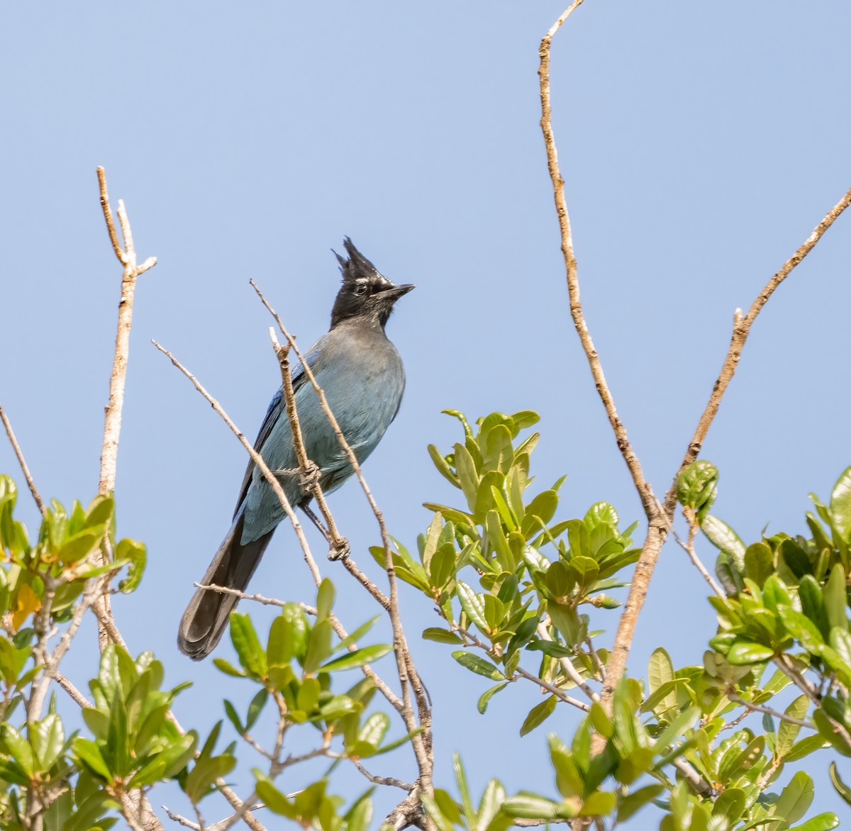 Steller's Jay - ML644626677