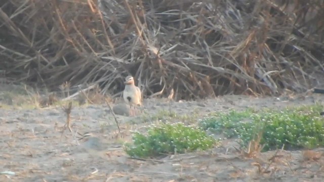 Tawny-throated Dotterel - ML644626687