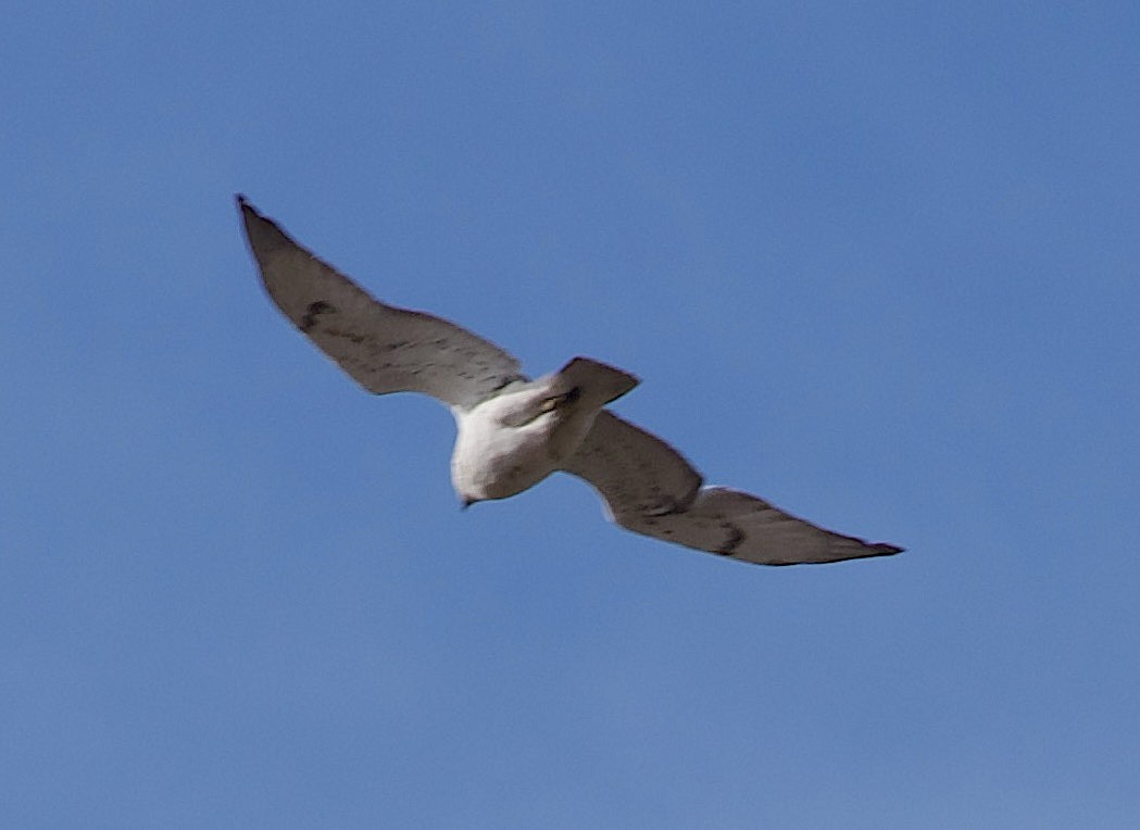Ferruginous Hawk - ML644626688