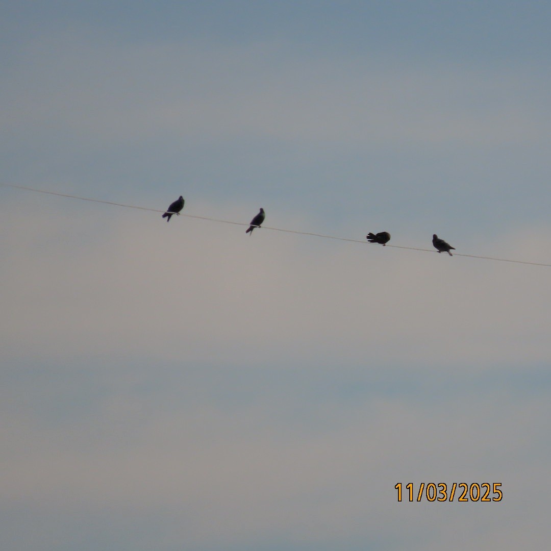 Голуб сизий (міський) - ML644626689