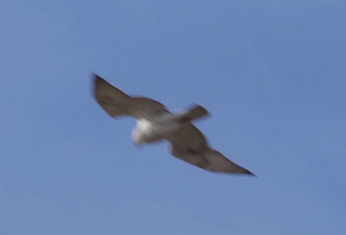 Ferruginous Hawk - ML644626690