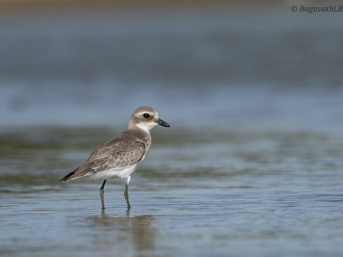 Tibetan Sand-Plover - ML644626691