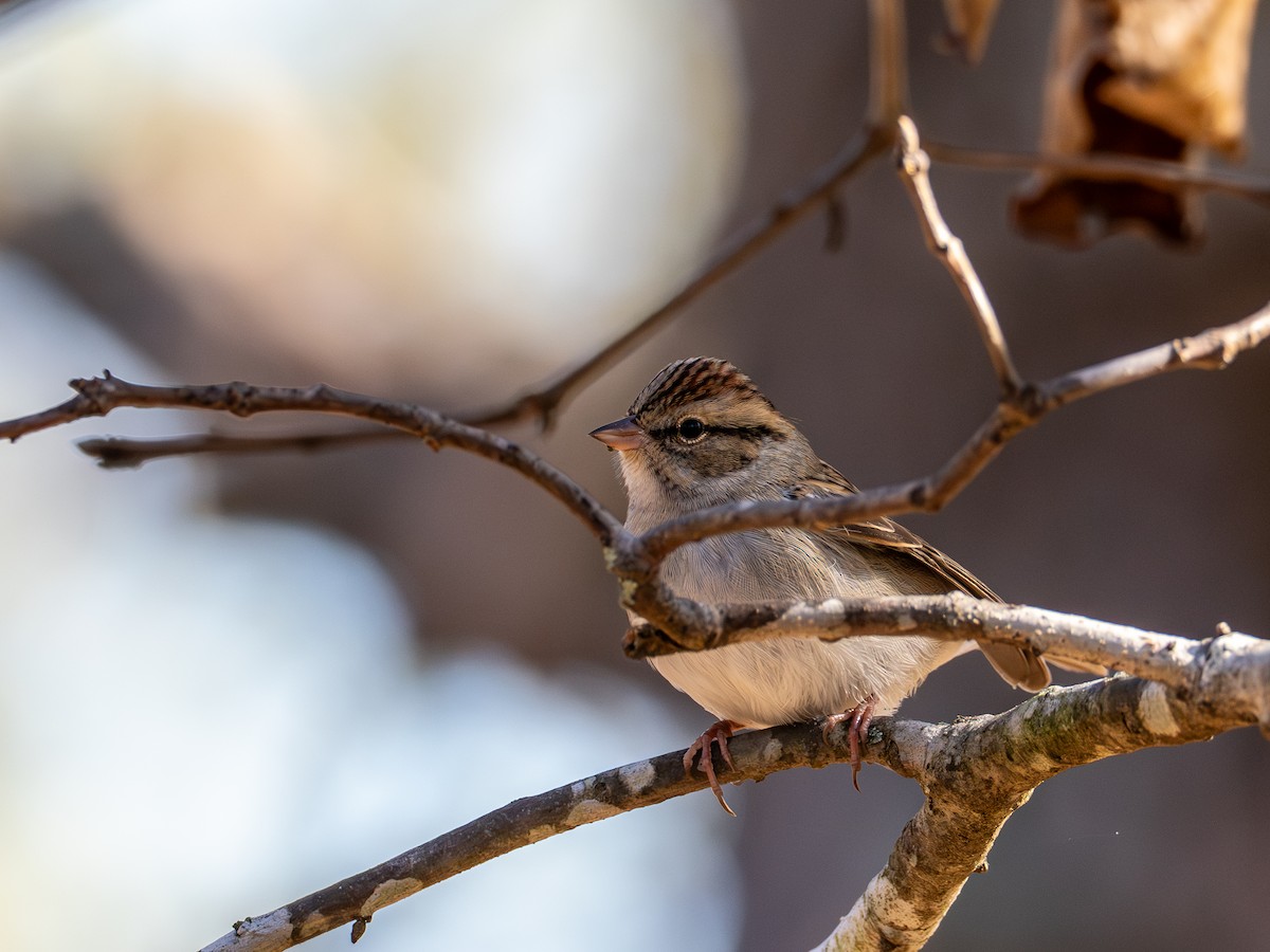 Chipping Sparrow - ML644626701