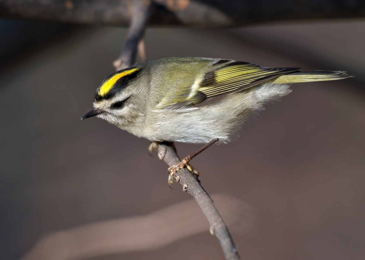Golden-crowned Kinglet - ML644626702