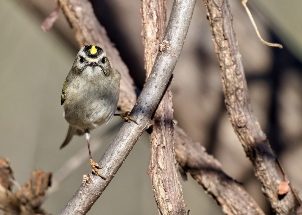 Golden-crowned Kinglet - ML644626703