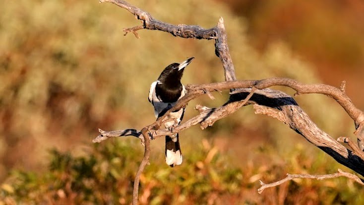 flétňák černohrdlý - ML644626707