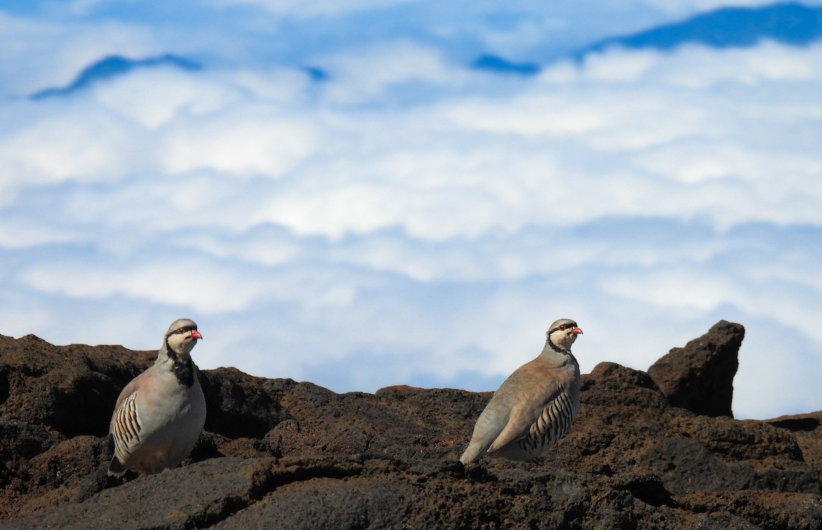 berghøne - ML644626708