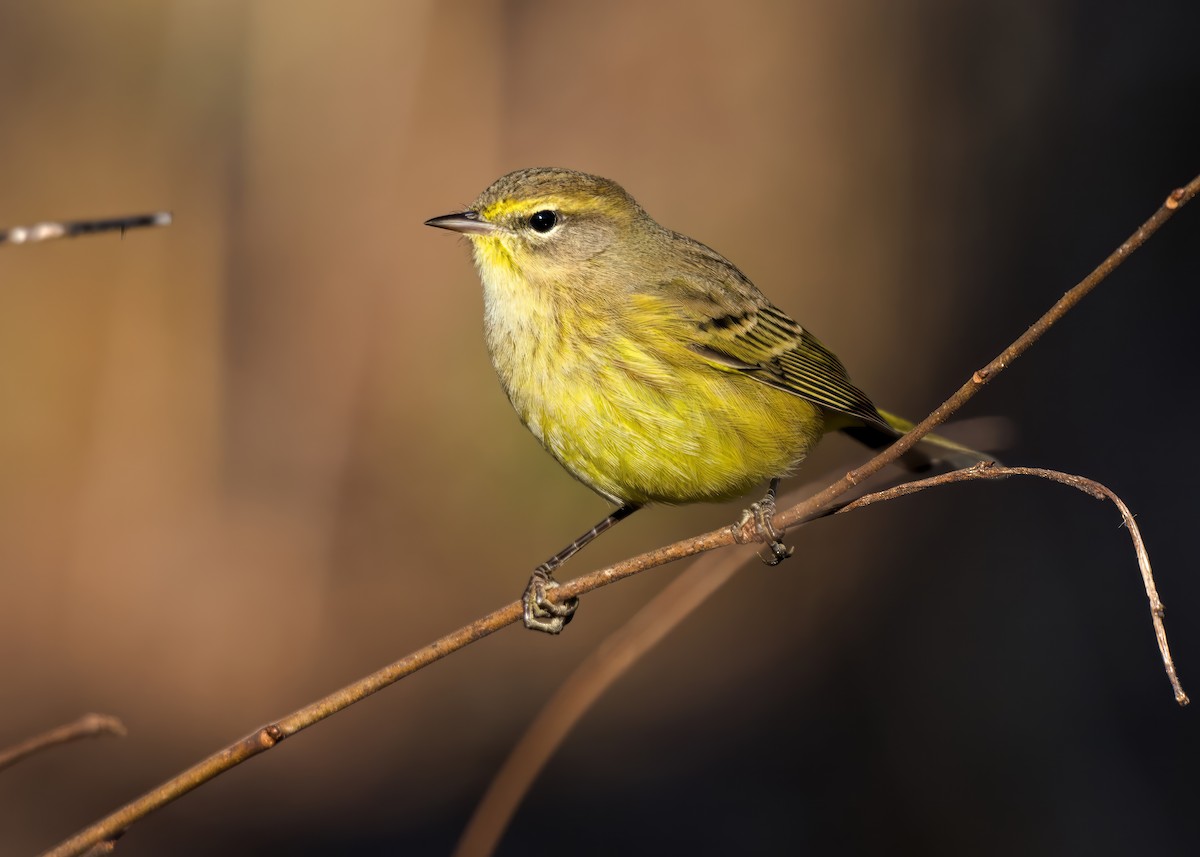 Palm Warbler - ML644626712