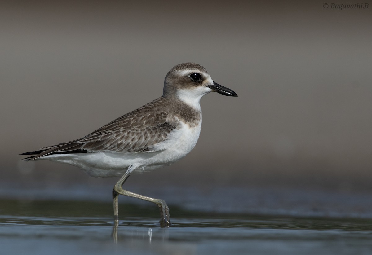 Greater Sand-Plover - ML644626713