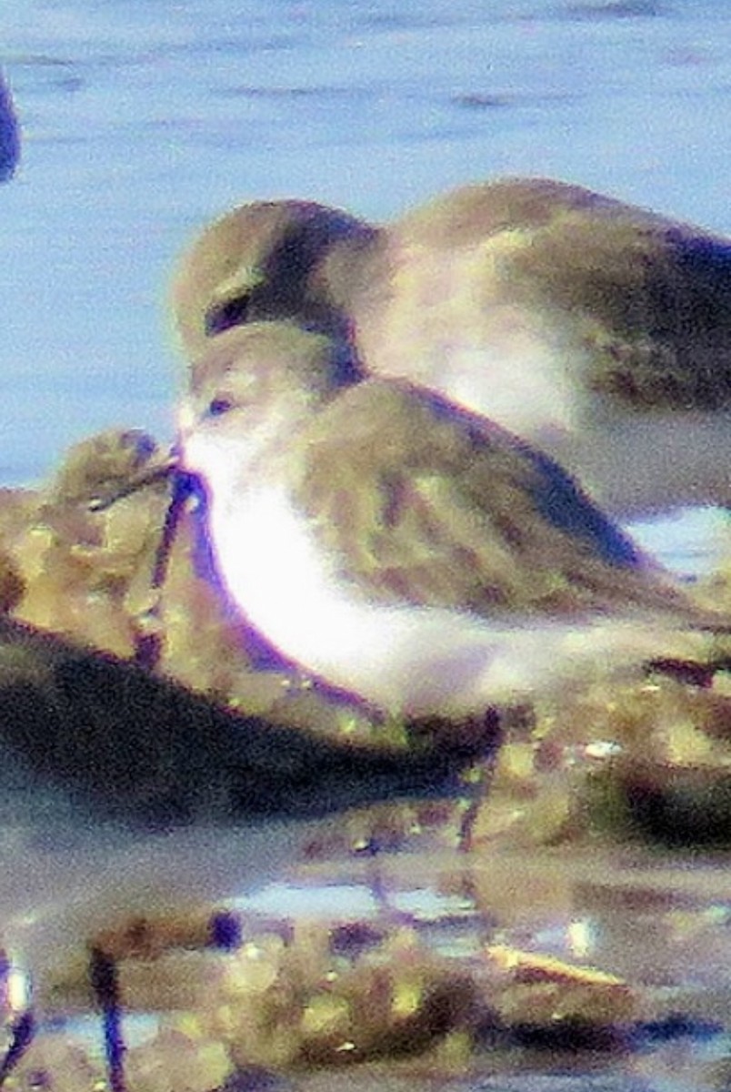 Correlimos sp. - ML644626716