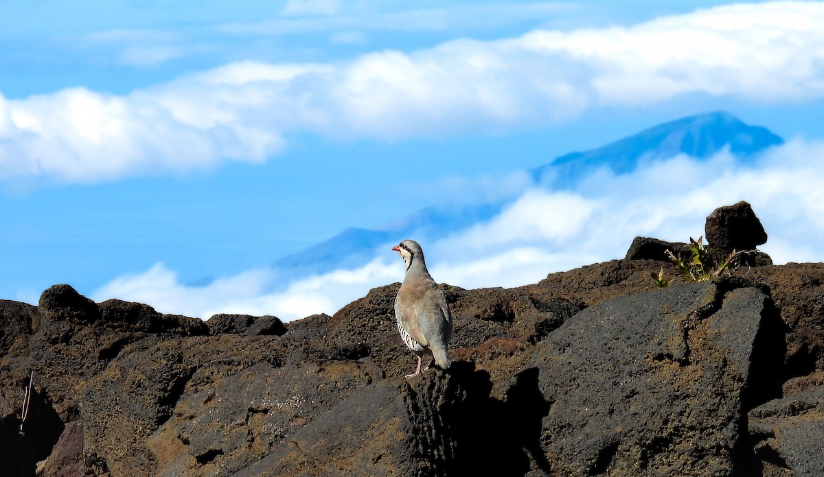 berghøne - ML644626717