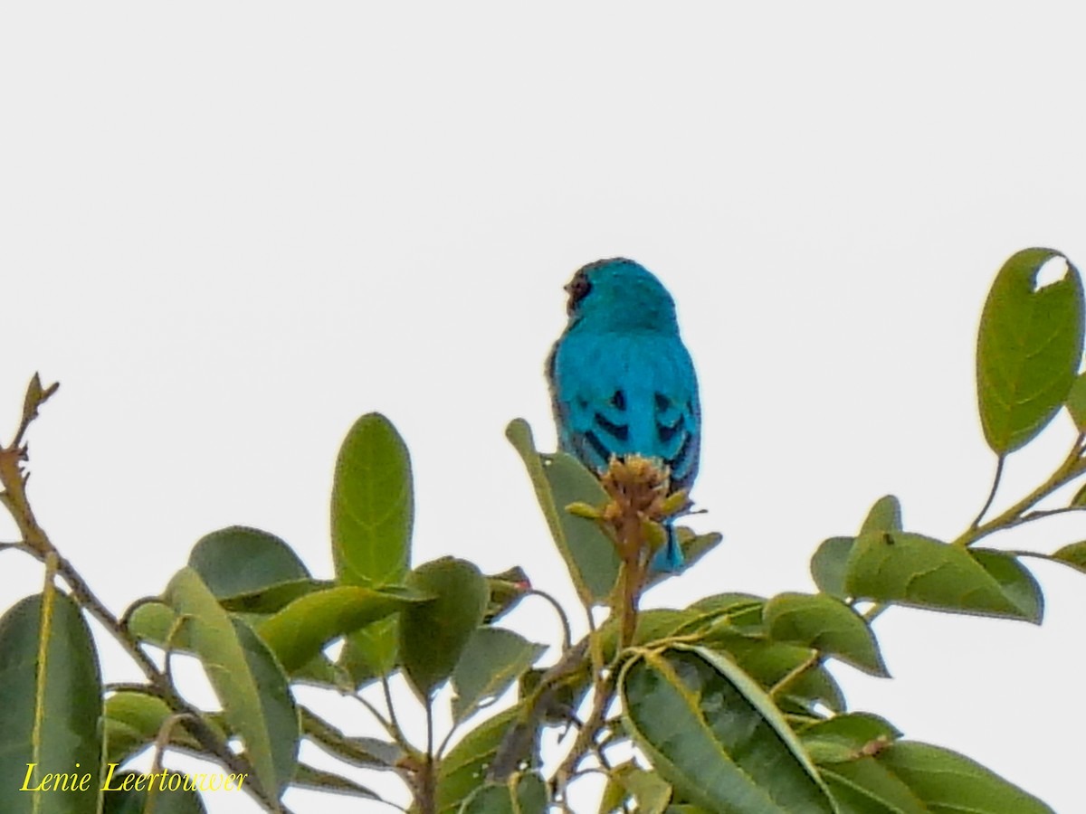 Swallow Tanager - ML644626719
