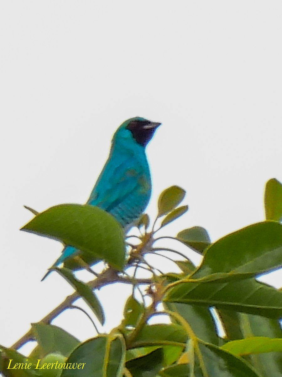 Swallow Tanager - ML644626720