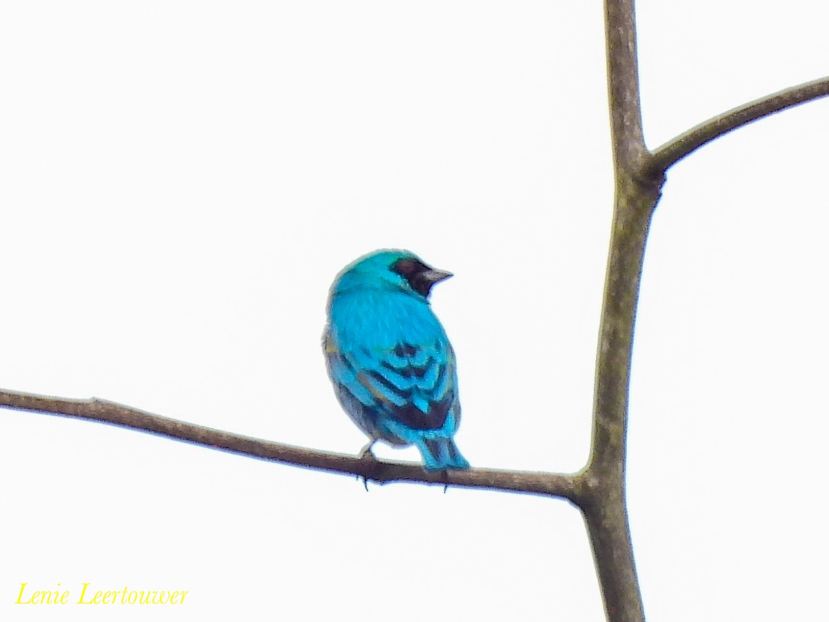 Swallow Tanager - ML644626721