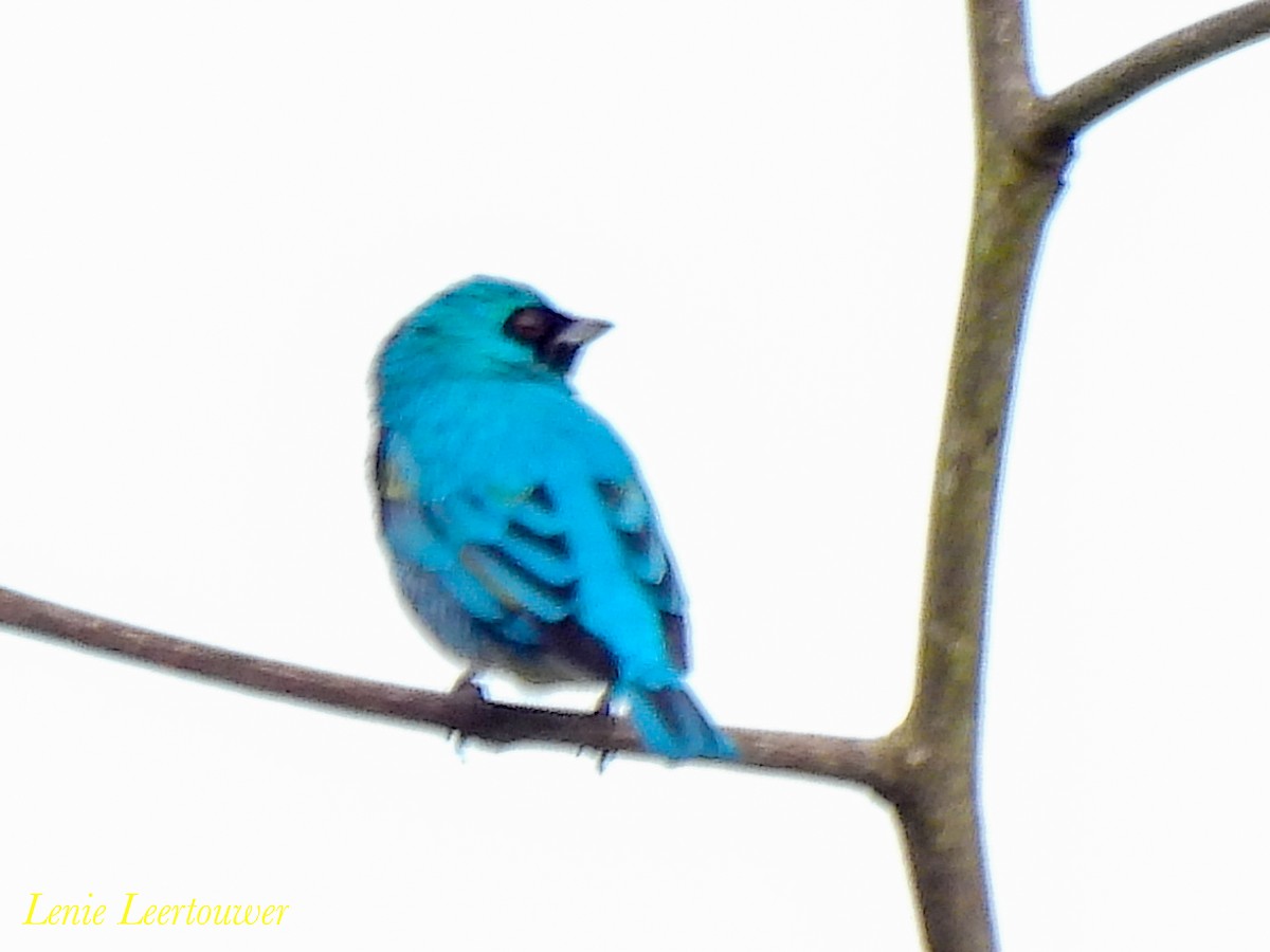 Swallow Tanager - ML644626722