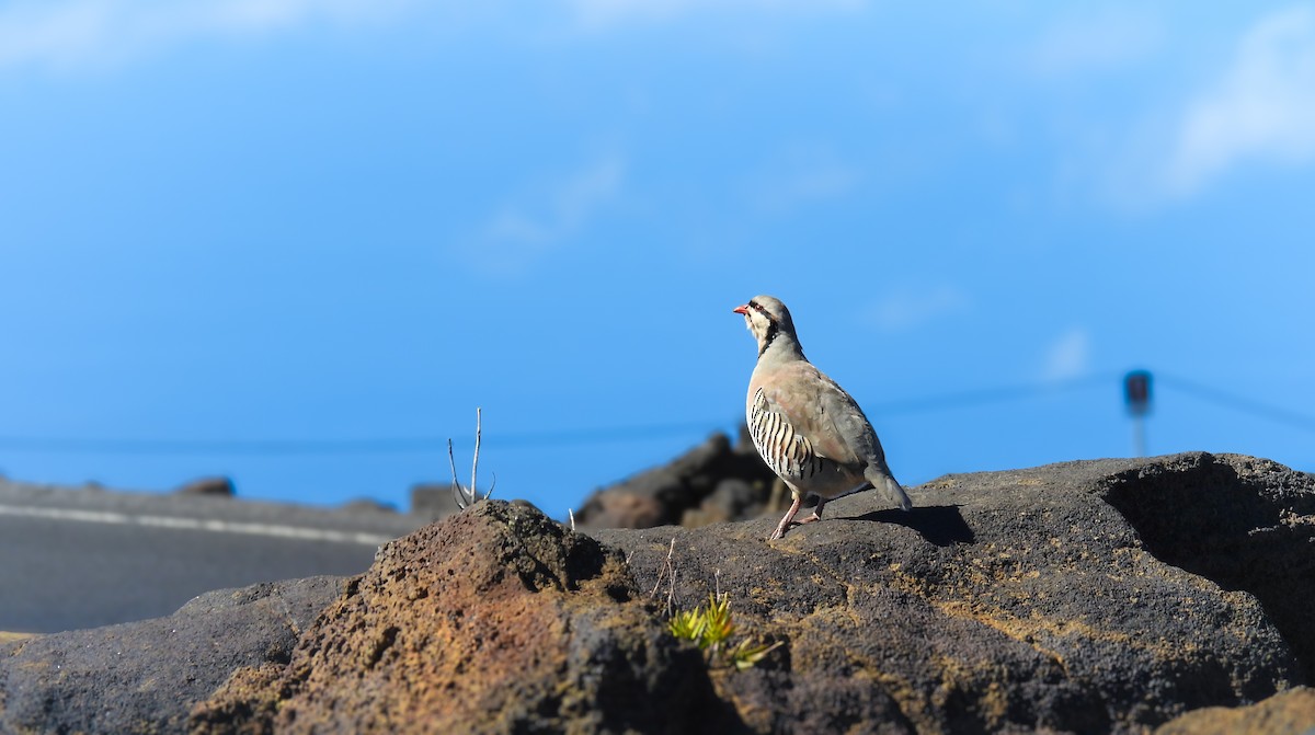 berghøne - ML644626723